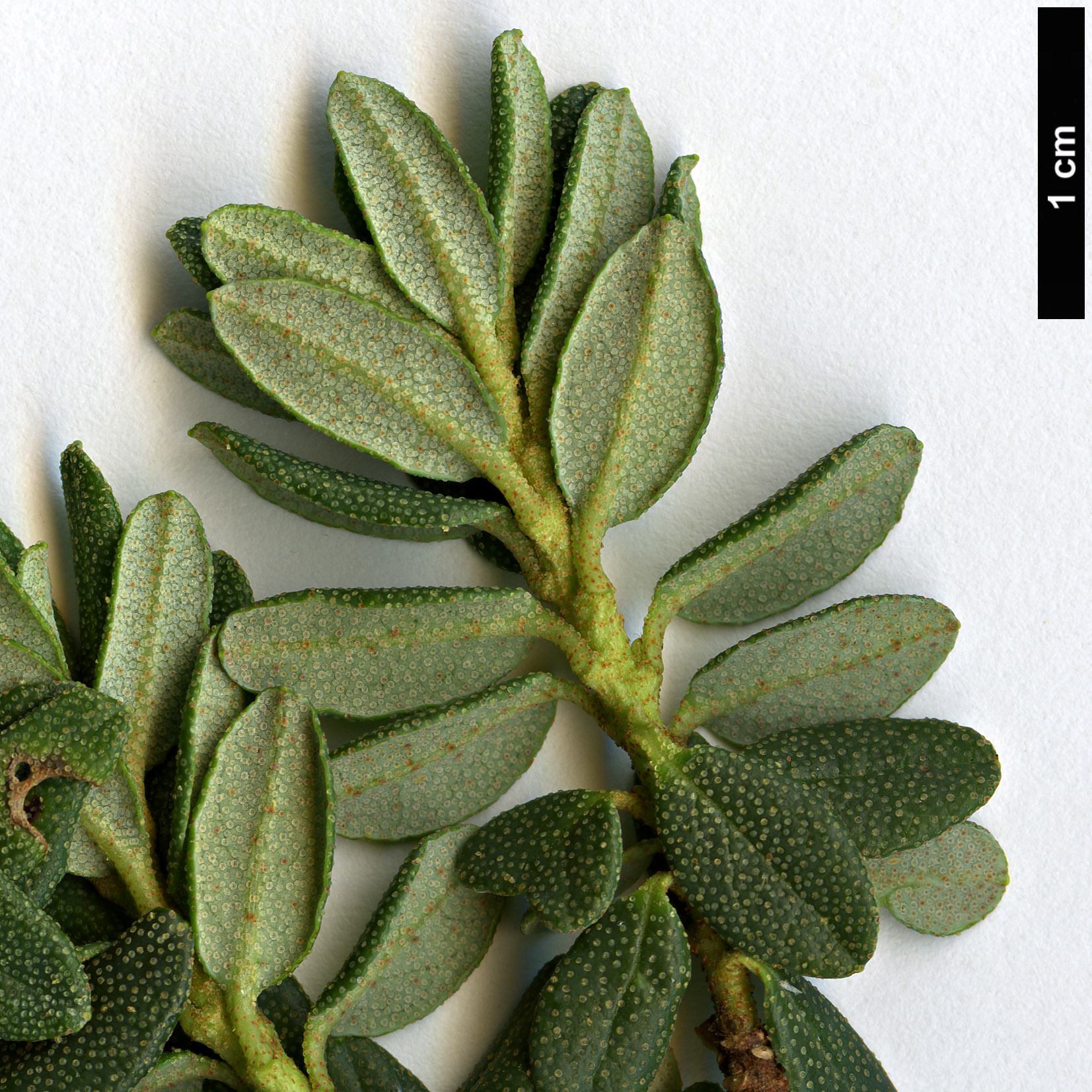High resolution image: Family: Ericaceae - Genus: Rhododendron - Taxon: telmateium 